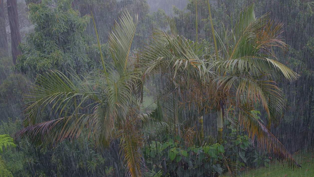 Decoding the pattern of winter rainfall over South Peninsular India