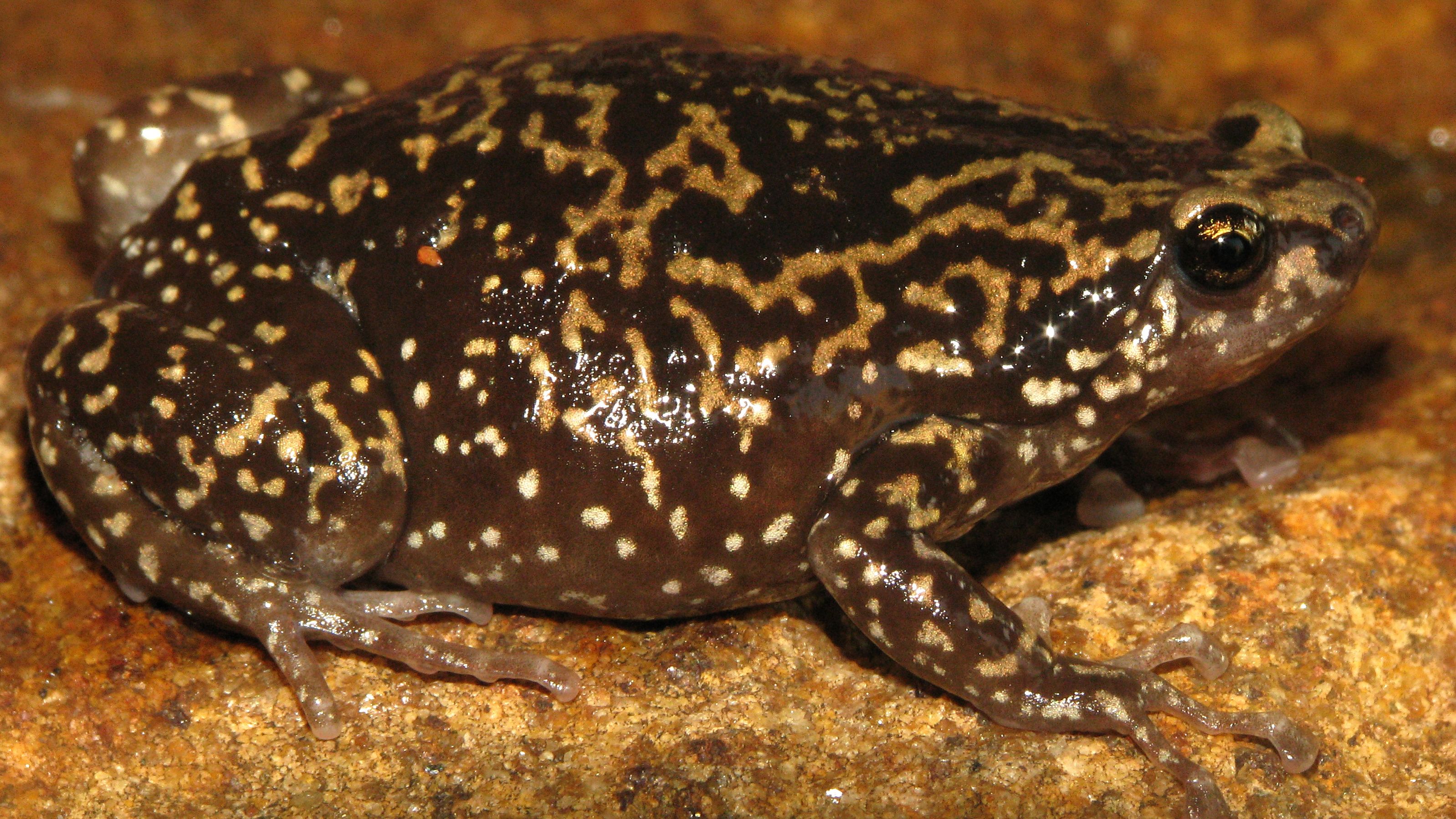 A new species of frog from Sri Lanka, revealed during the taxonomic revision of globular frogs