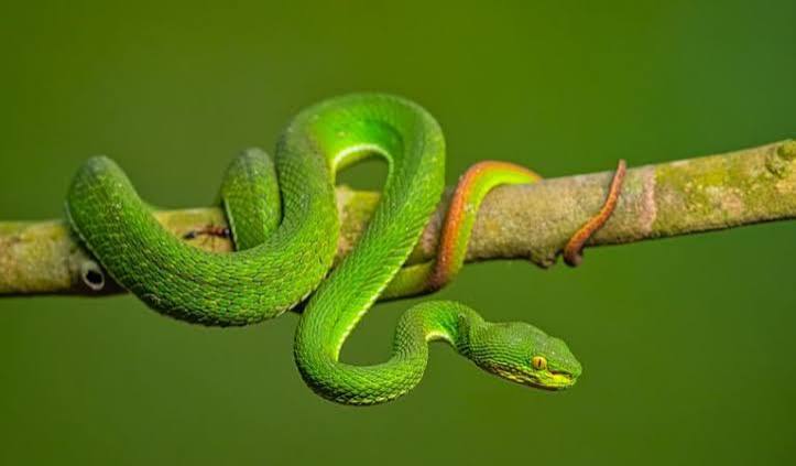 New study calls for regional snakebite treatments in Northeast India as current antivenoms fall short