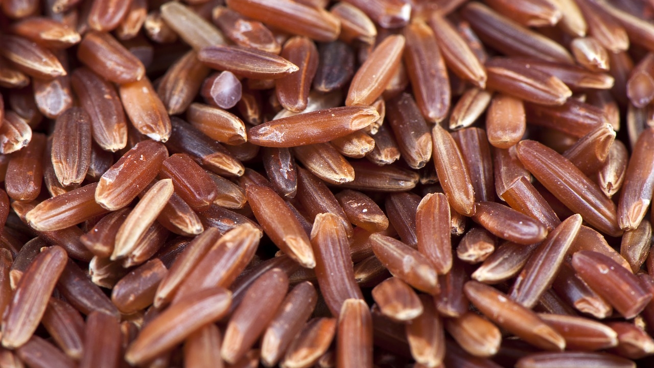 Weedy rice vs. cultivated rice: Researchers find out the differences in their genomes