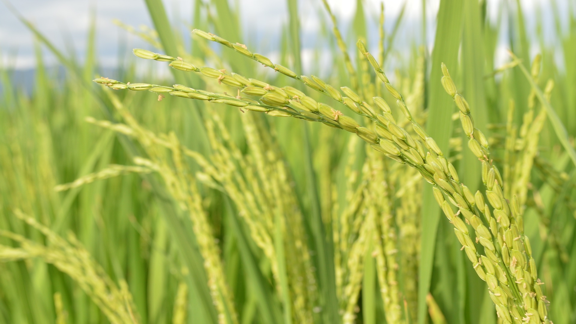 Mediated by Mold: Bengaluru researchers show how fungi can make rice crops tolerant to salinity