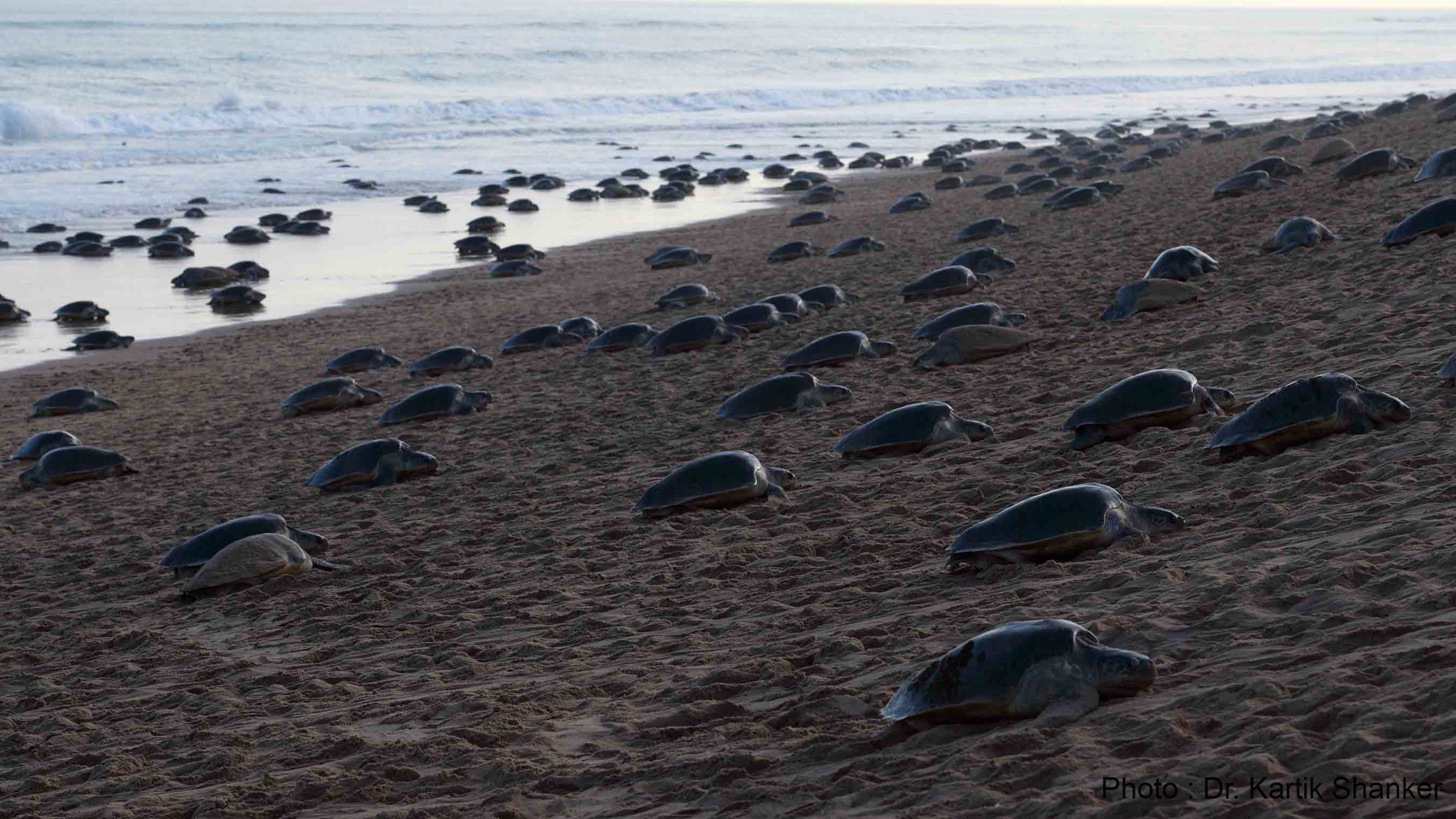 Startled by the turtles - The story of India’s turtles and attempts to save them