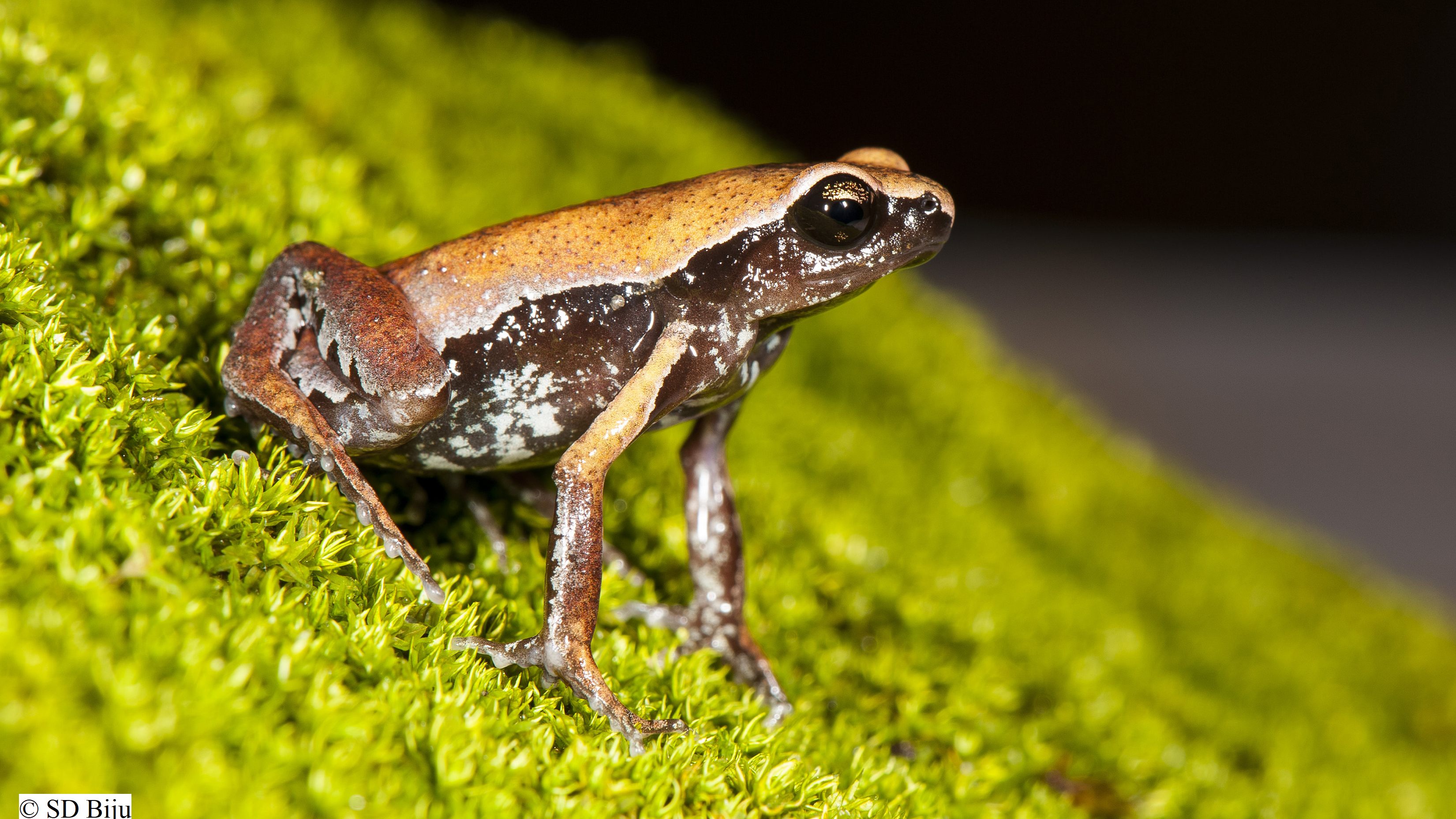 New secretive frog species discovered in a roadside puddle in Southern India