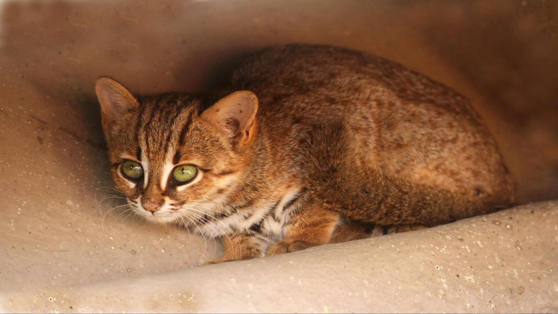Small but significant: Counting India’s elusive small cats