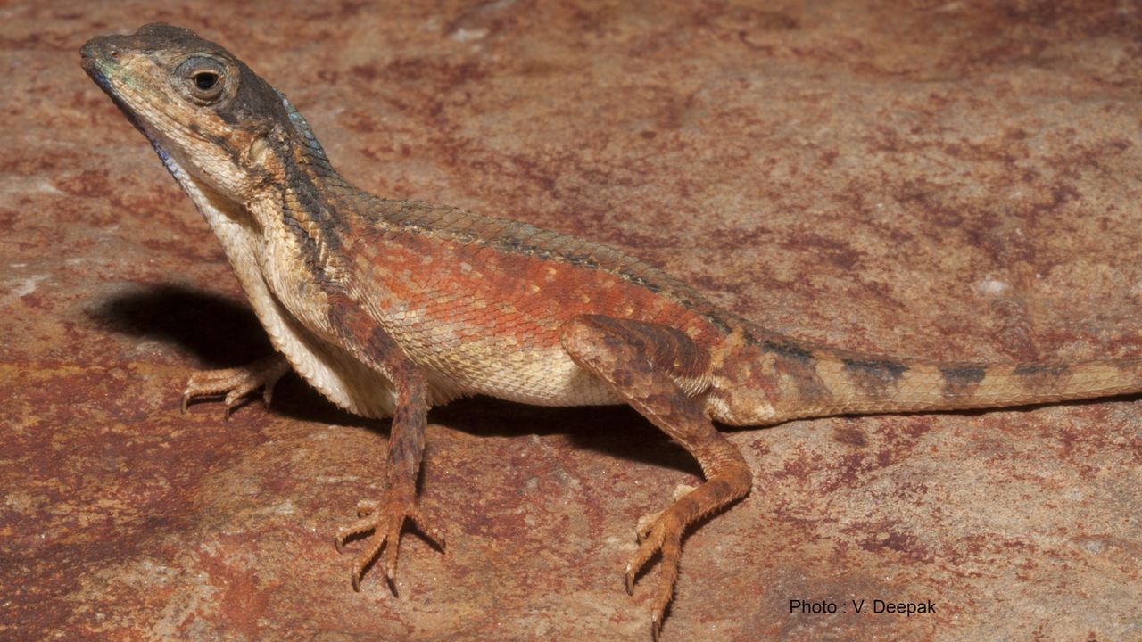 Scientists unearth two new species of Fan-throated lizards from peninsular India