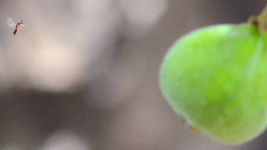 Race against time -- The arduous journey of fig wasps