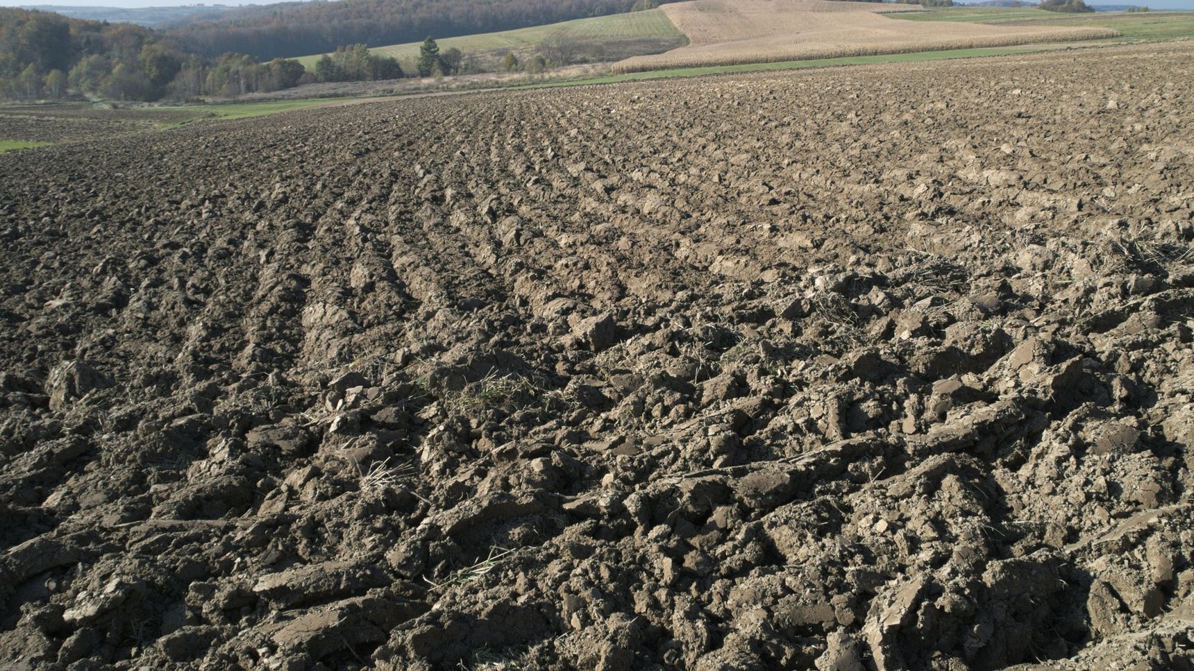 How does bacteria help plants thrive in salty conditions?