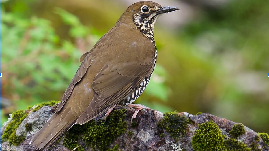 How songbirds learn their songs