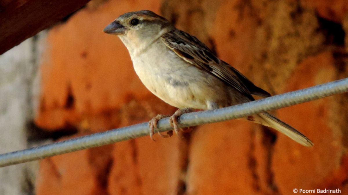 அருகிவரும் இந்தியப் பறவையினங்களும், அவற்றின் பாதுகாப்பும்