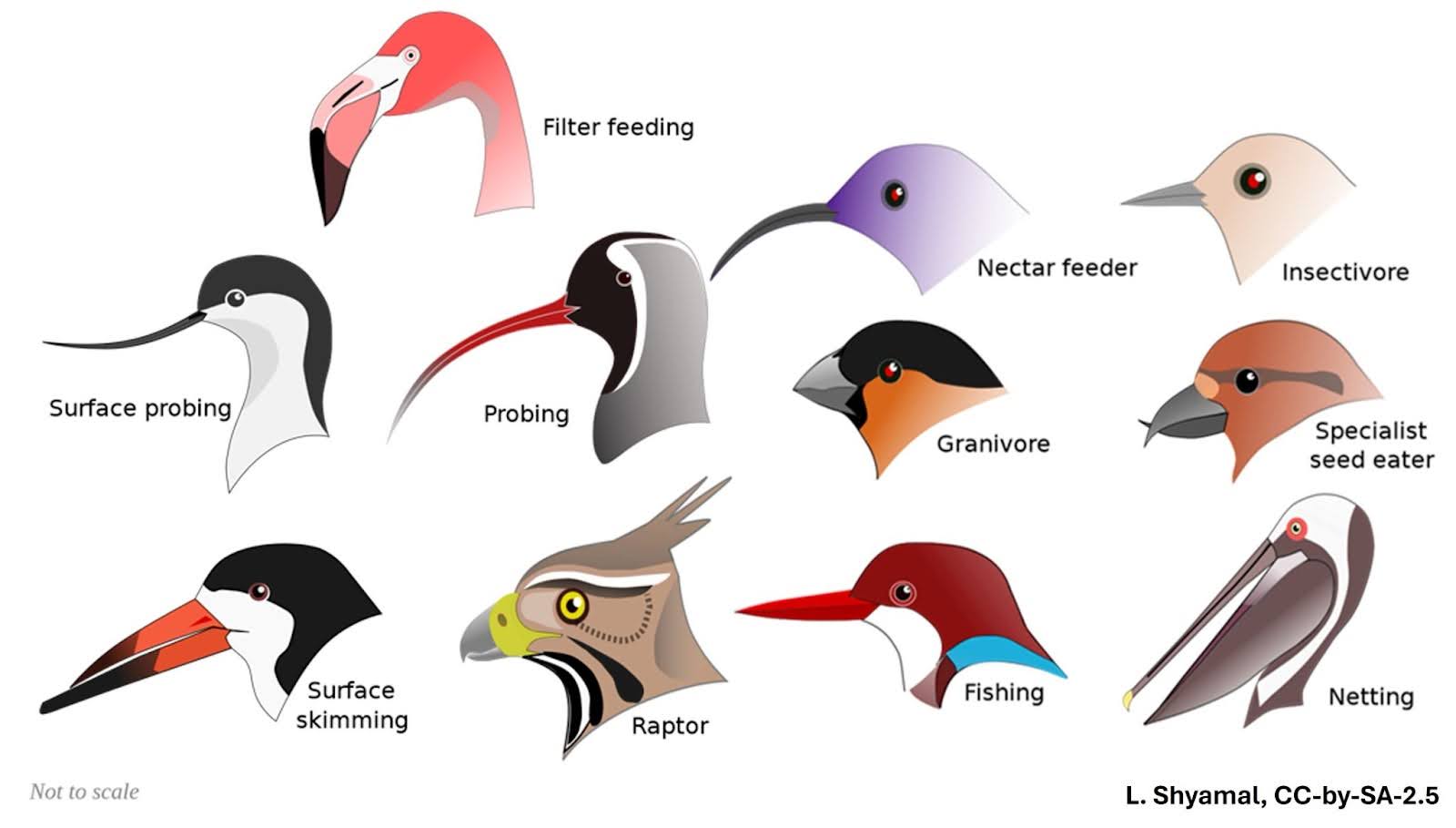 Study reveals how new species evolve without geographic barriers