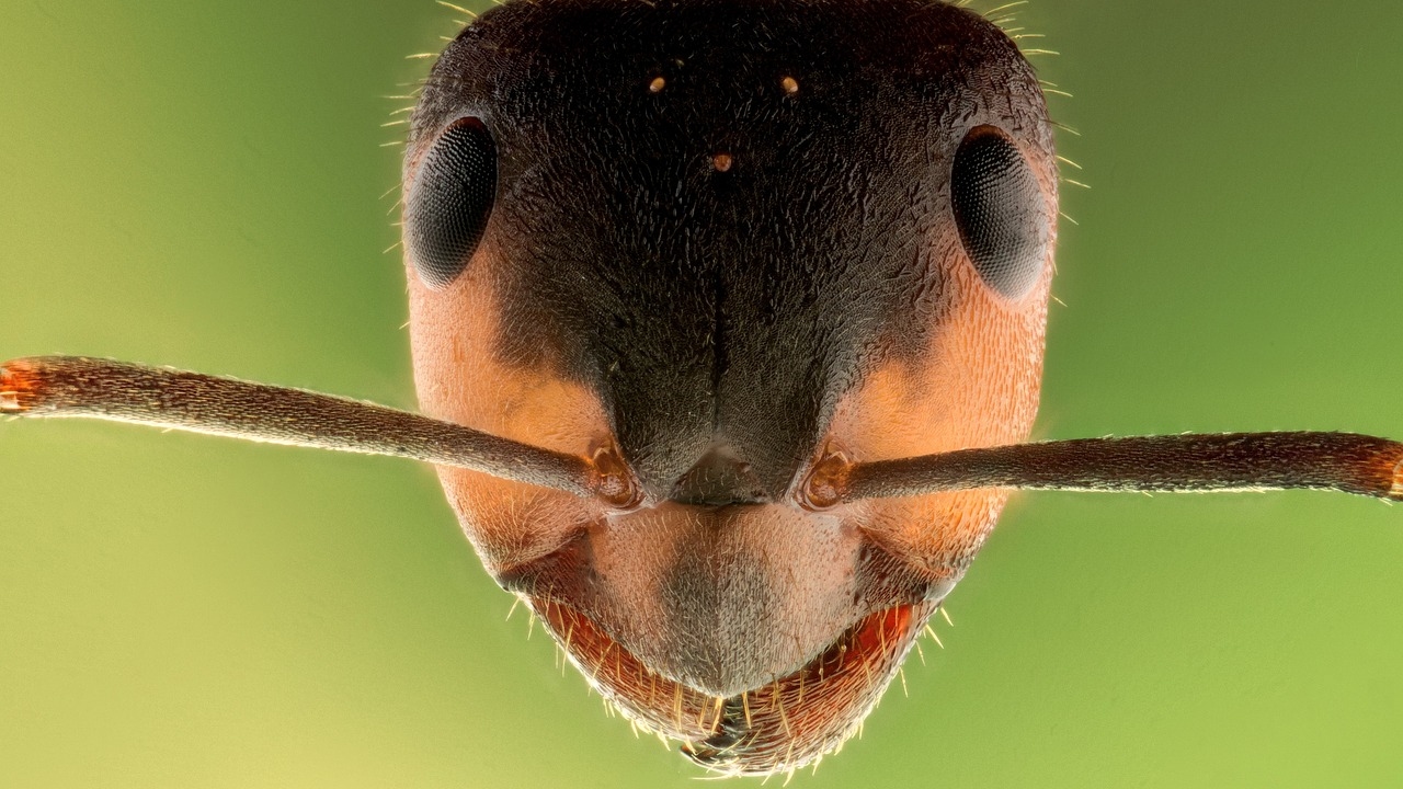 Follow the breadcrumbs: A glimpse into the ant species of the Western Ghats