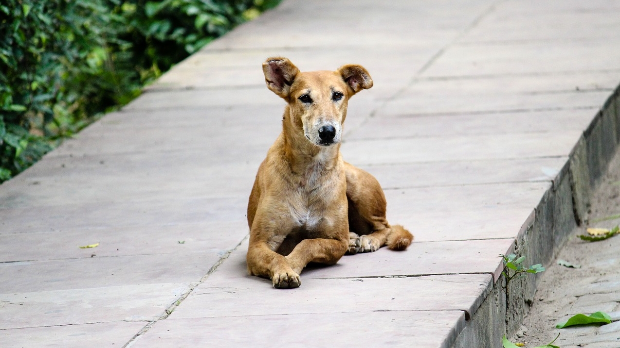 Obeying ‘His Master’s Voice’—How do stray dogs understand us and respond?