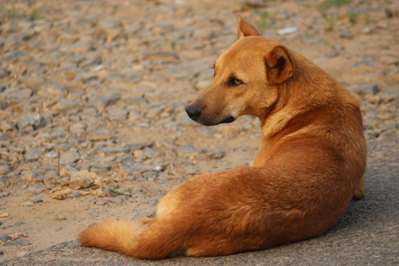 Beating their 'dog's life' by eating 'smart'