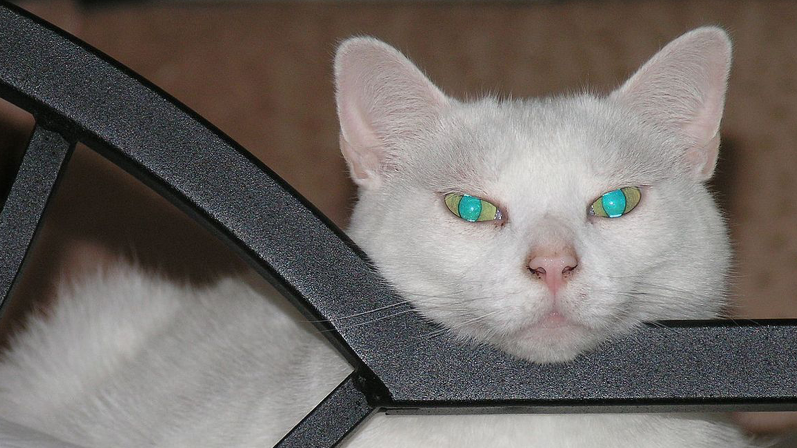 Light and night vision