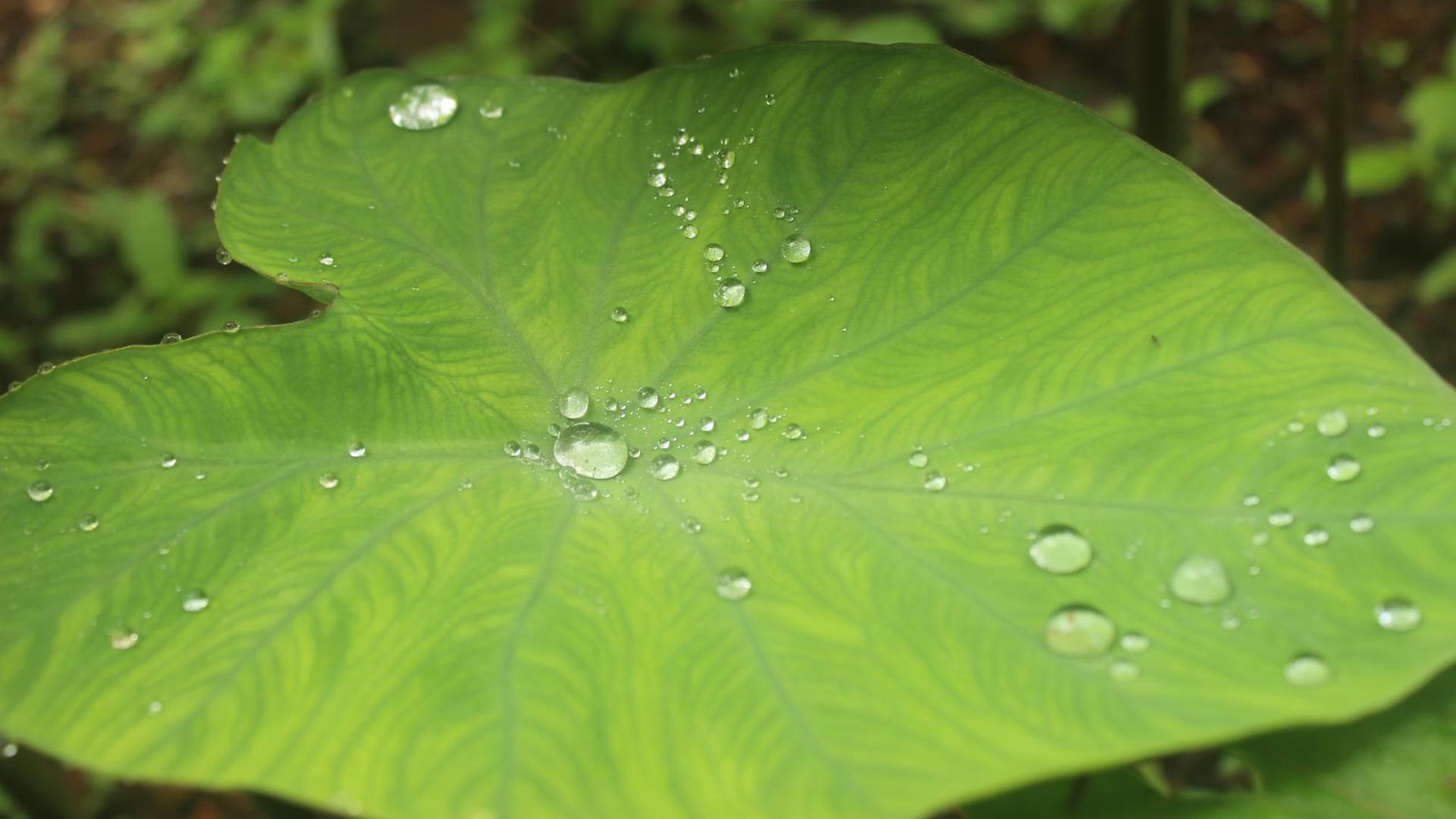 How do taro leaves repel water?