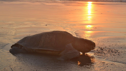 Lethal fishing nets and vessel traffic devastate Karnataka's dolphins and other marine life