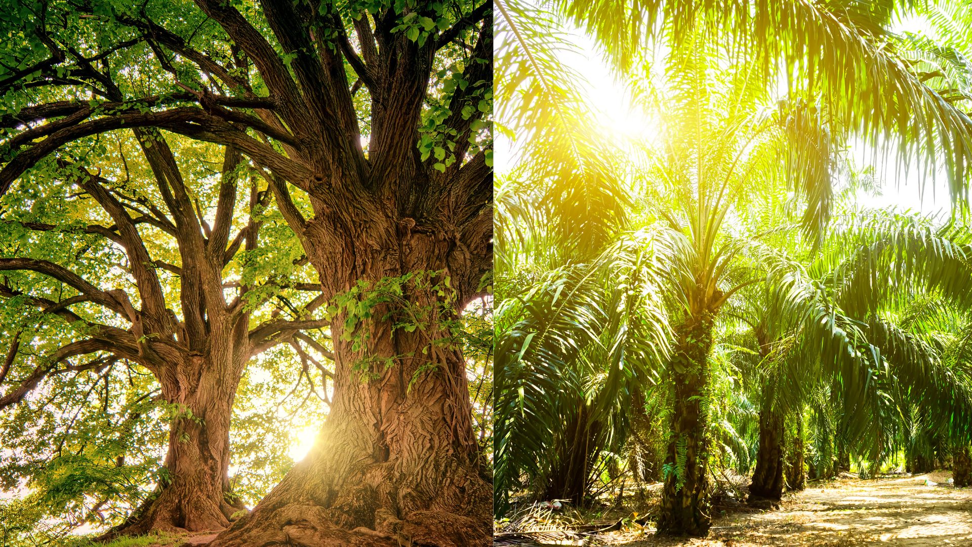 Satellite images show that tree plantations are masking native woodland loss across India