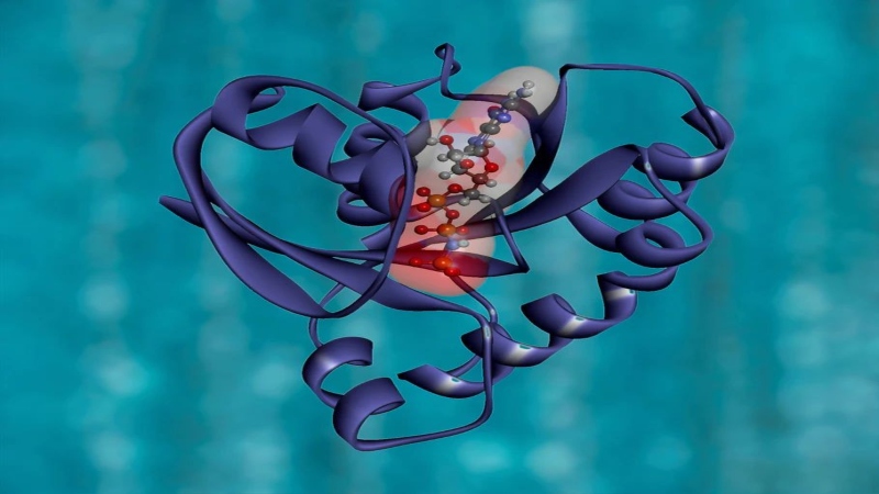 Understanding the regimented design of the human proteome
