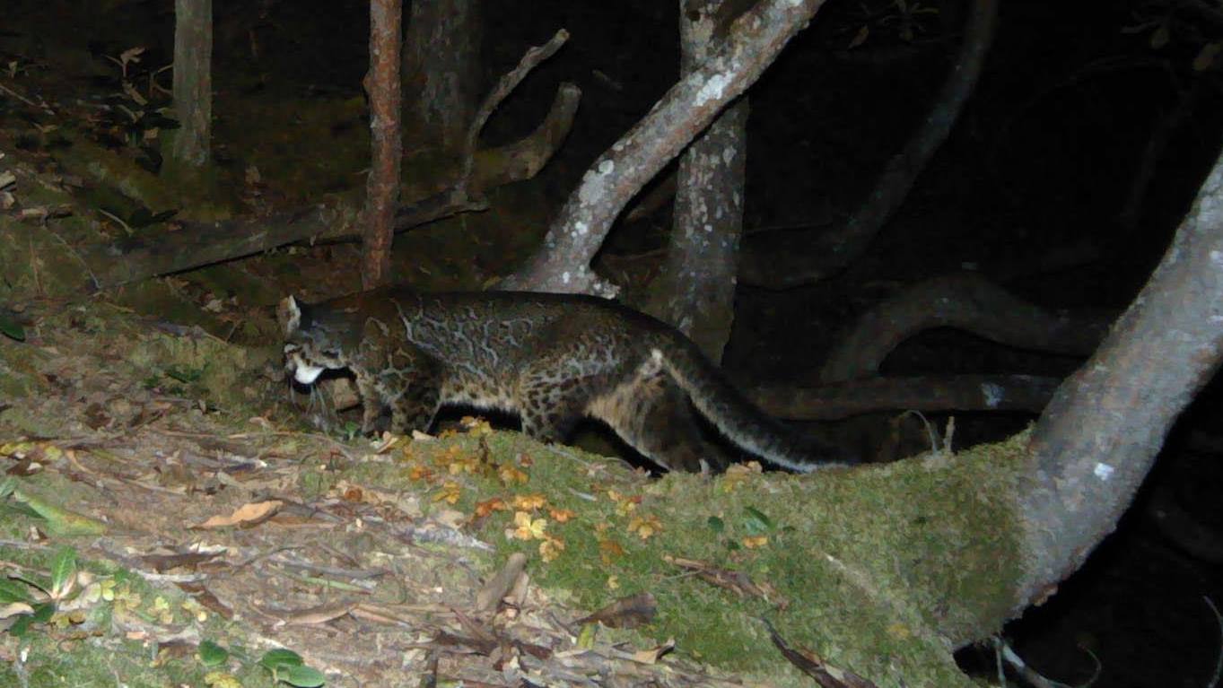 Being different has an edge, and the Asiatic golden cats know it too