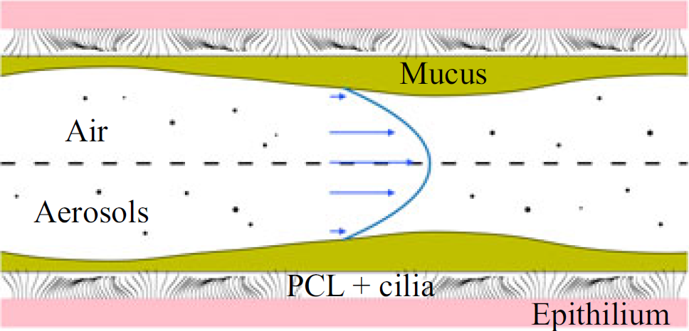 IIT Bombay’s new study shows the mucus paradox in our lungs