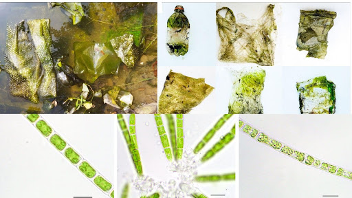 Researchers discover freshwater algae that can 'eat' plastic waste