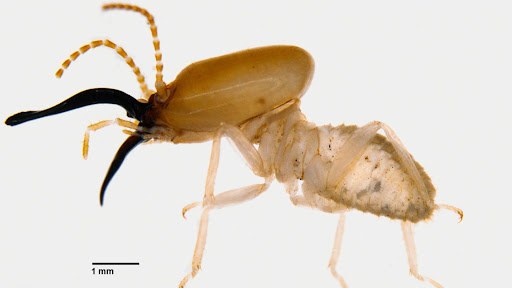 New species of ‘snapping’ termite discovered in West Bengal