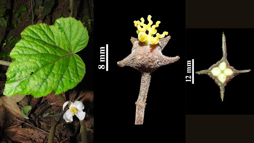 New species of Begonia with a ‘four-horned’ fruit discovered in Arunachal Pradesh