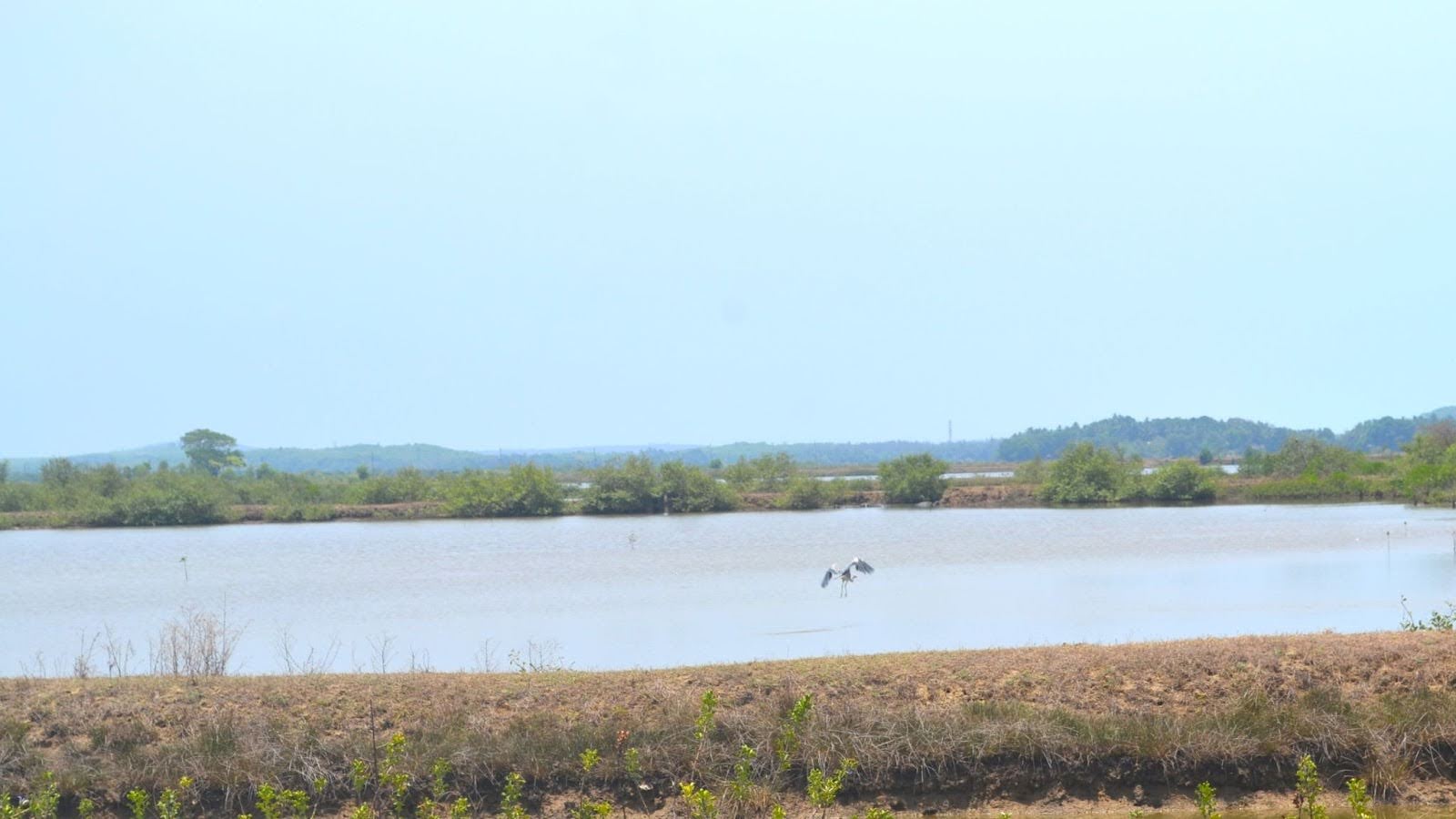 Satellite monitoring reveals declining plant life in hundreds of Indian wetlands
