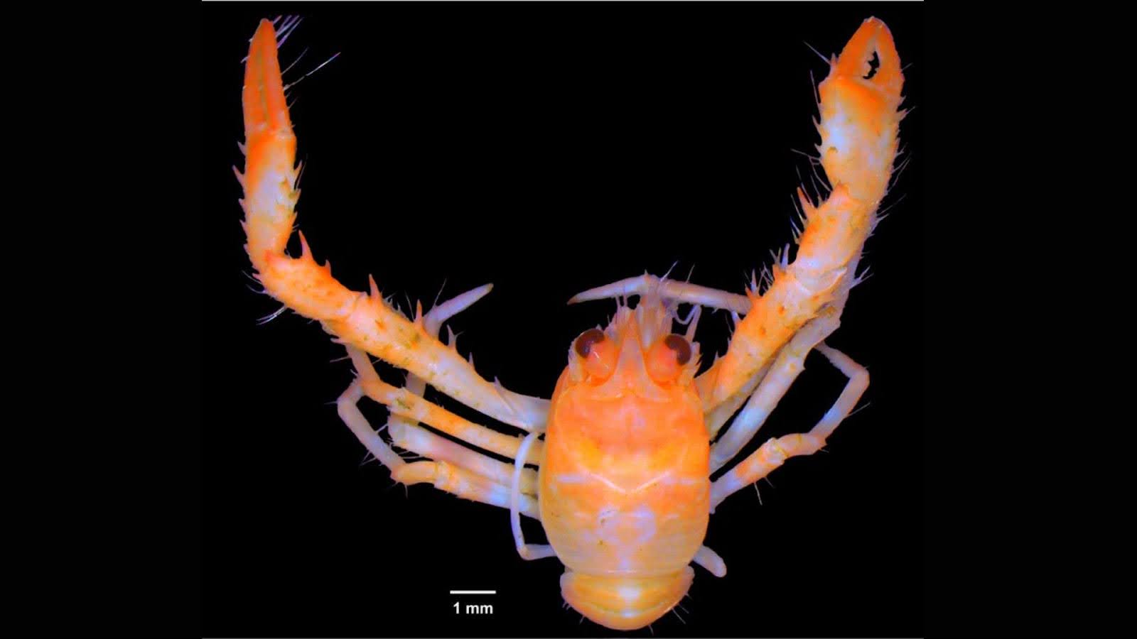 New bright orange squat lobster species identified off Lakshadweep’s coast