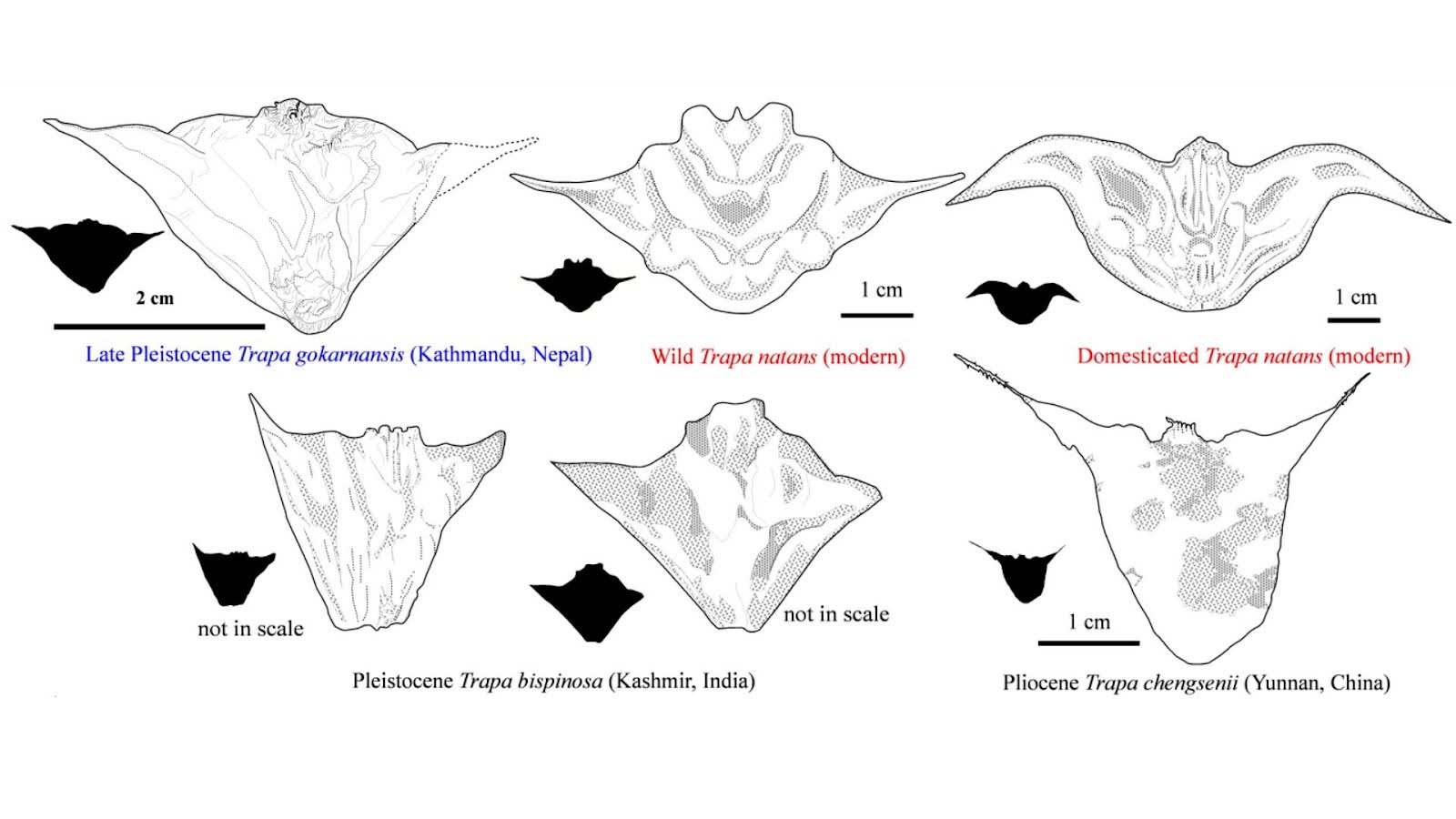 New fossilised 'Water Chestnut' species discovery reveals ancient Himalayan environment