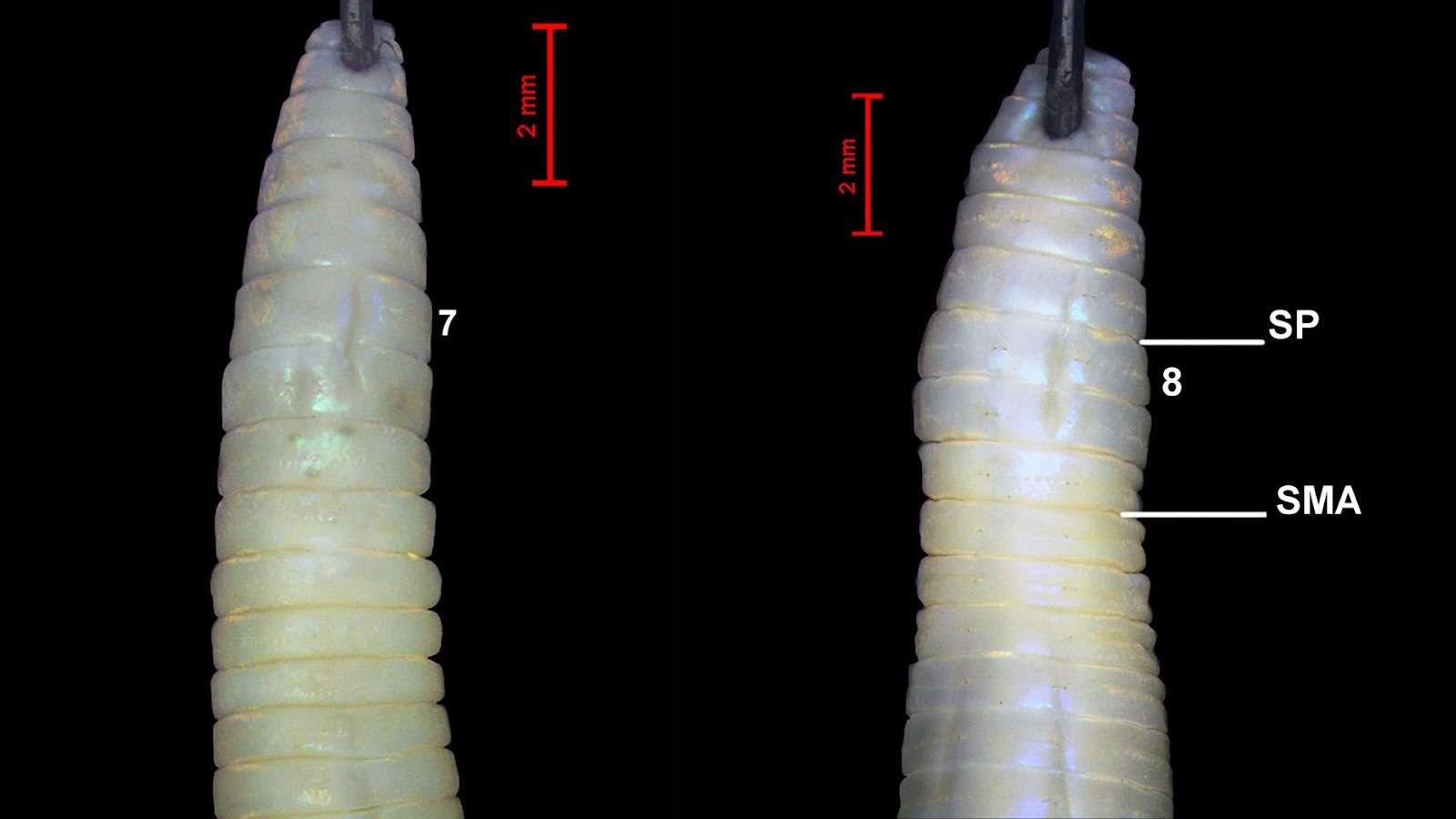 Two new ‘ancient’ earthworm species discovered in Silent Valley National Park in Kerala