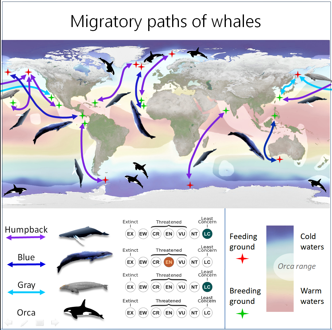 Traversing the endless blue: The Adventurous voyages of whales