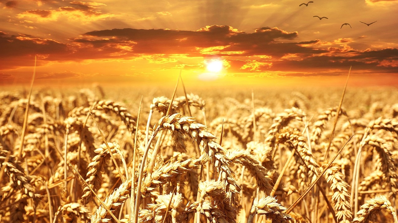 Making the impossible possible with the sequencing of the wheat genome
