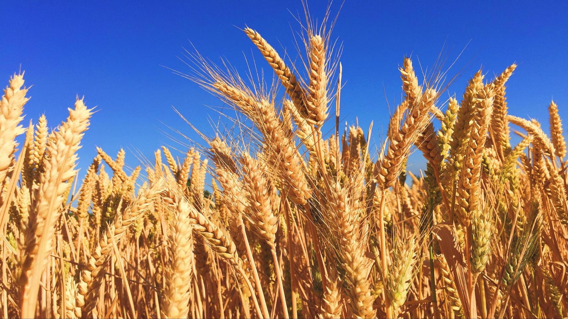 Machine learning helps monitor crop growth